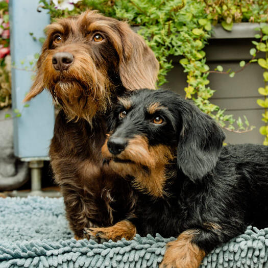 Three Miniature Wire-Haired Dachshunds lying