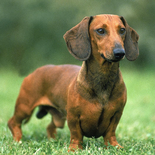 Brown Smooth-Haired Dachshund on the grass