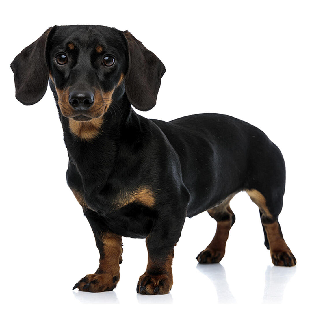 Dachshund Miniature Smooth Haired Dog Breed Purina Dachshund Miniature Smooth Haired Dog Breed Purina
