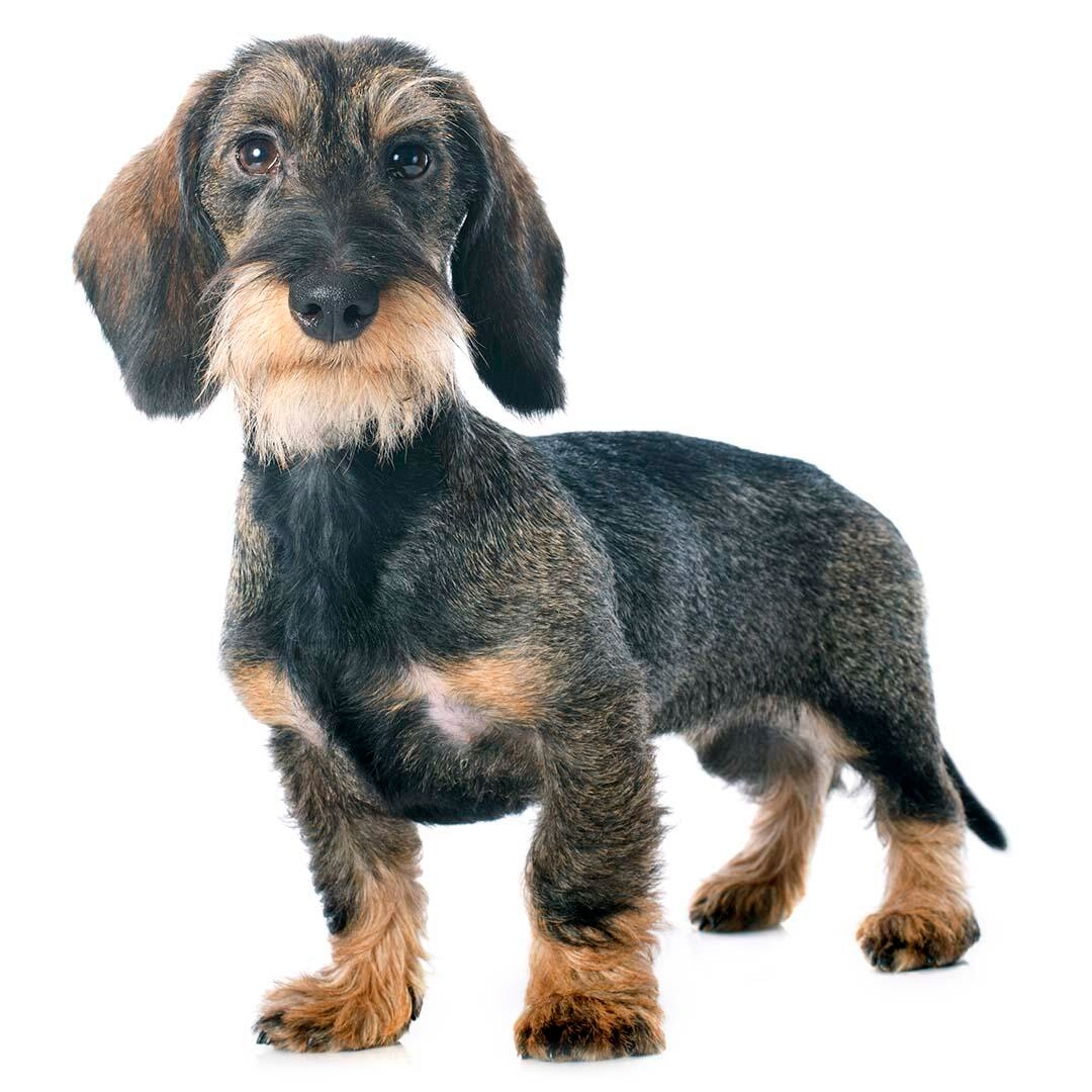 Dachshund (Miniature Wire-Haired) Dog Breed