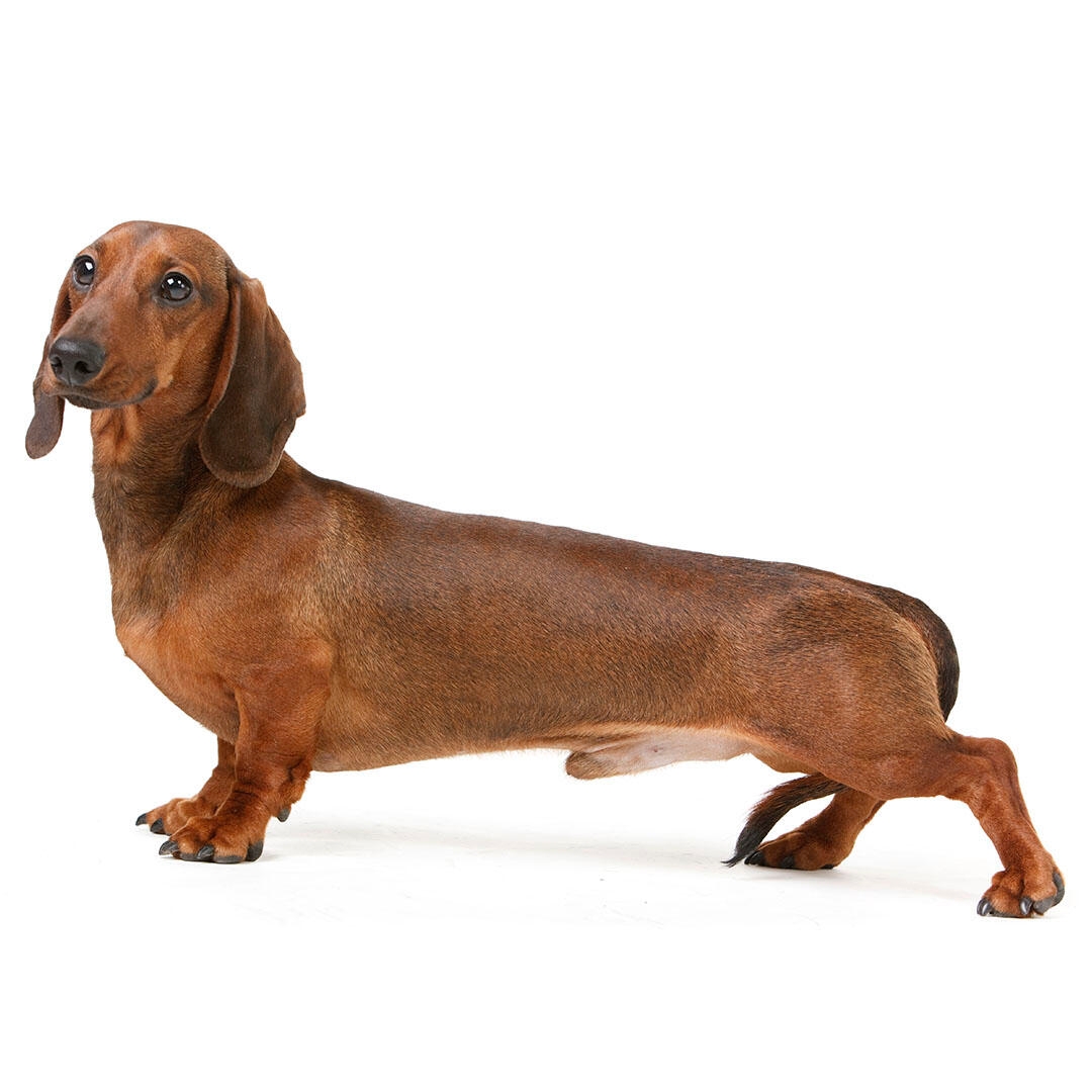 Dachshund (Smooth-Haired) Dog Breed