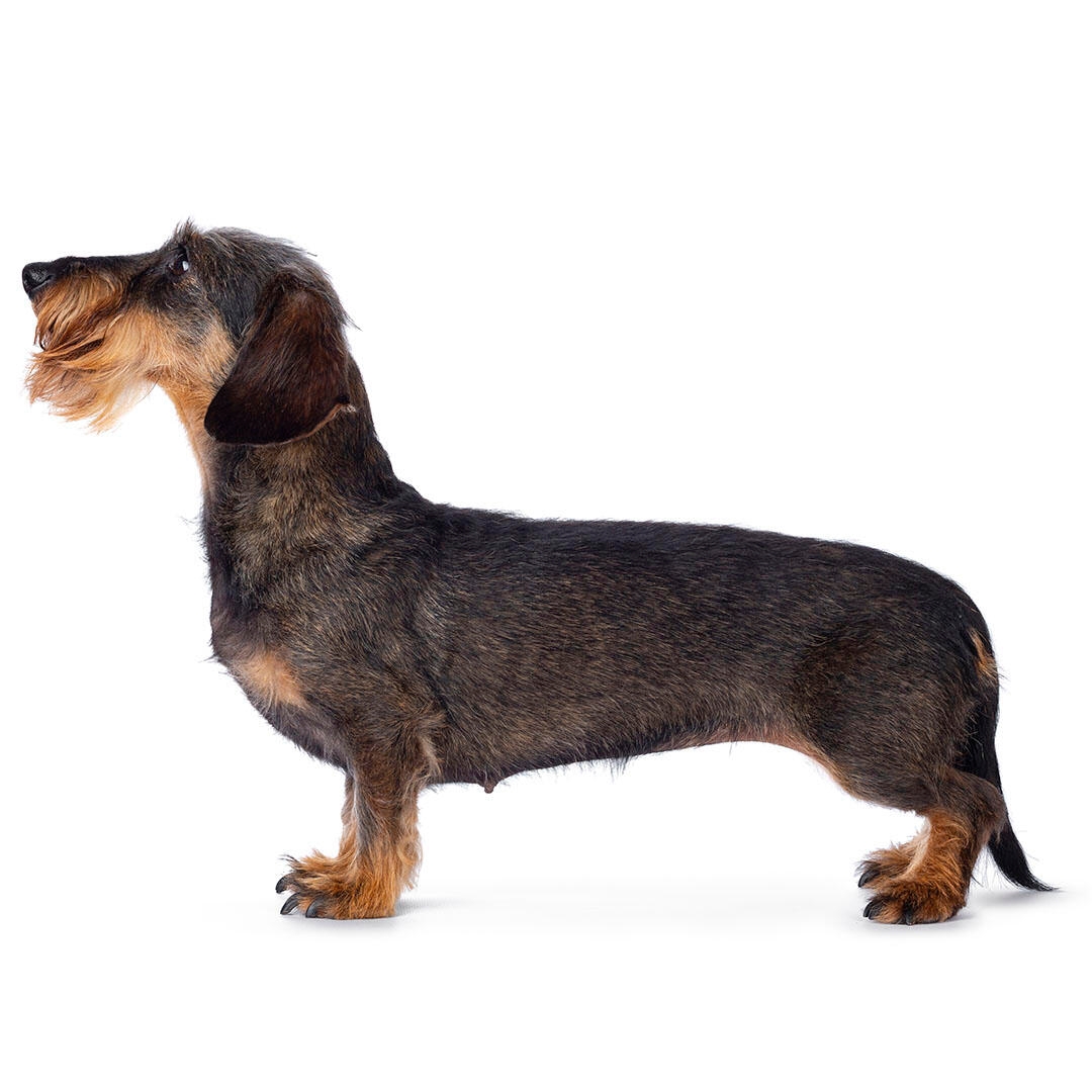 Dachshund (Wire-Haired) Dog Breed