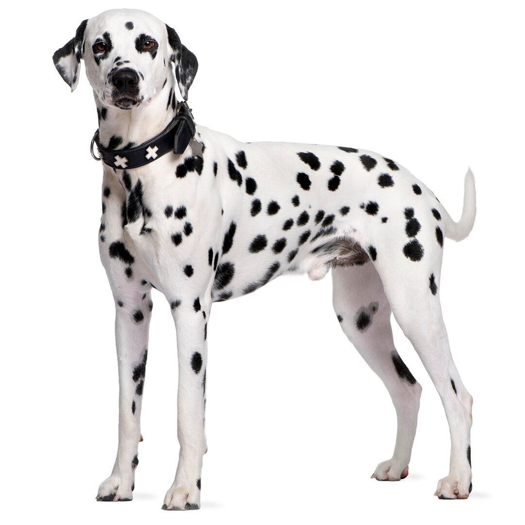 Dalmatian Dog Breed