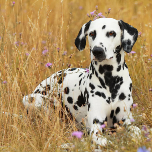 Dalmatian Dog Breed