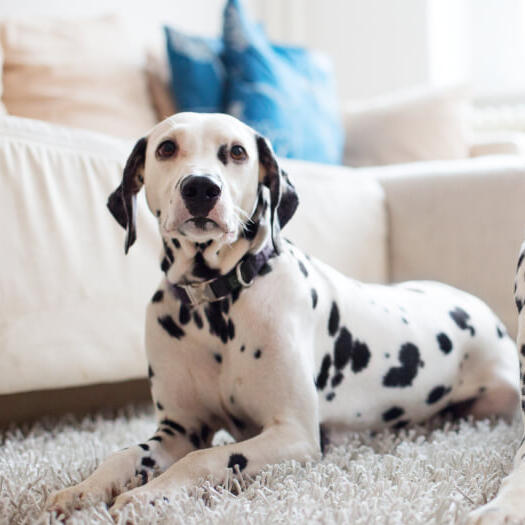 Dalmatians Dog Breed