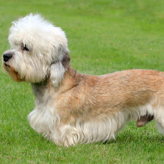 Dandie Dinmont Terrier standing on the grass