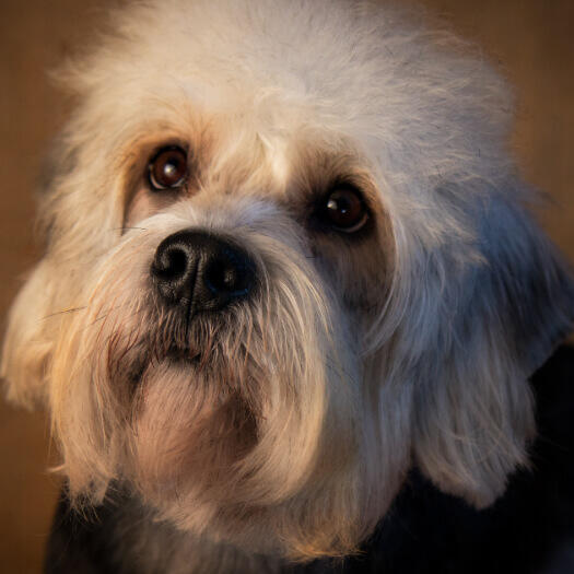 Dandie Dinmont Terrier standing watching