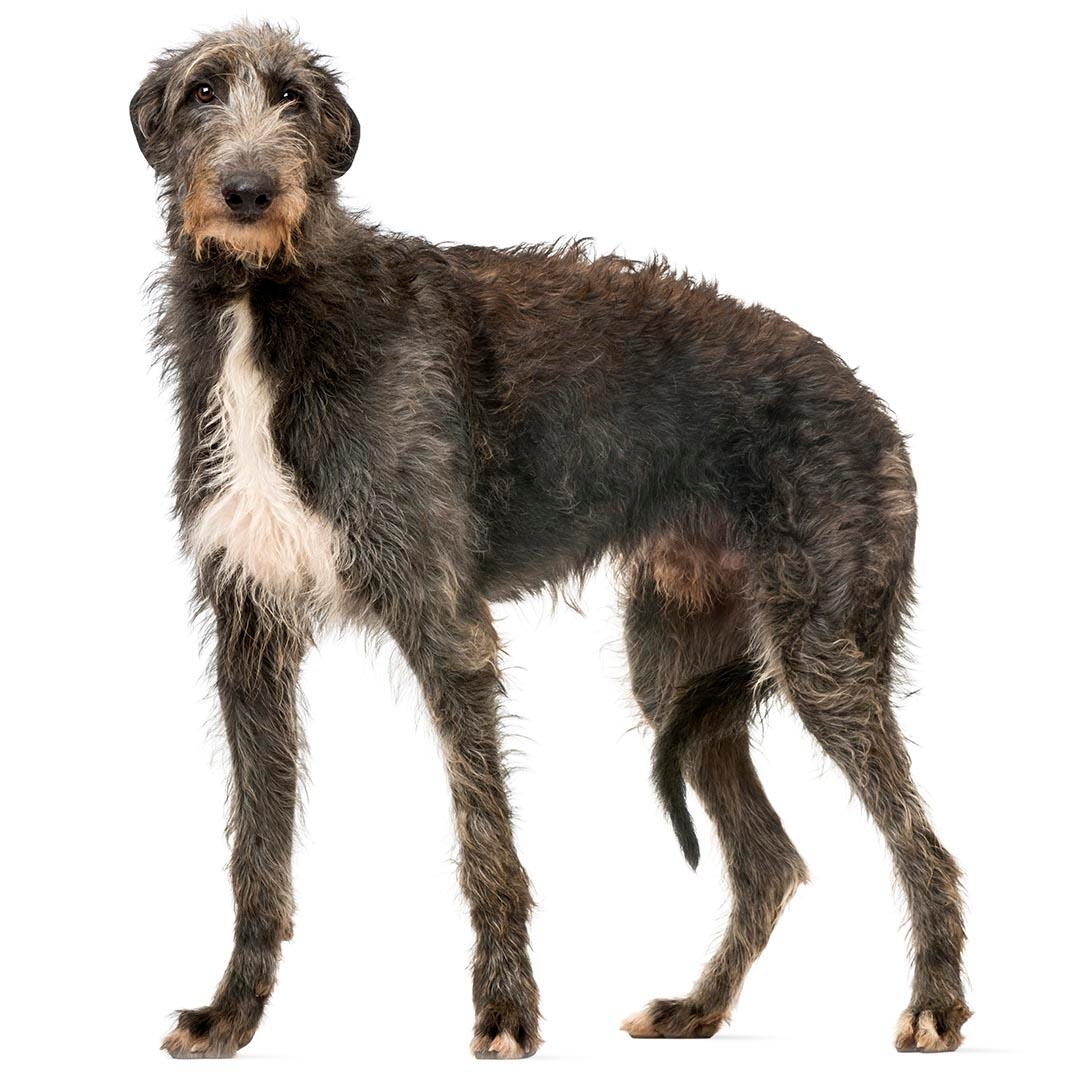 Deerhound Dog Breed