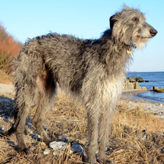 Grey deerhound standing on the beach.