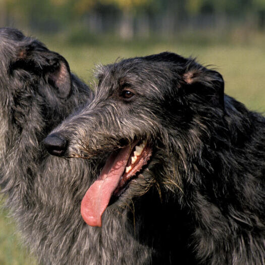 Two black-haired deerhounds smiling.