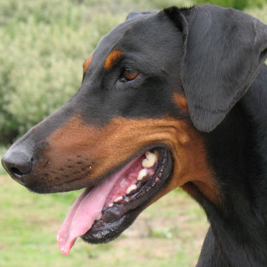 dobermann looking to the left