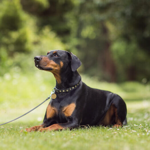 dobermann lying on the grass