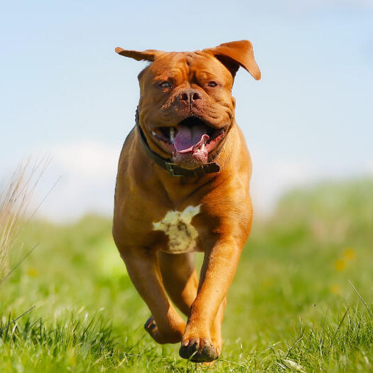 Happy Dogue de Bordeaux running in the field