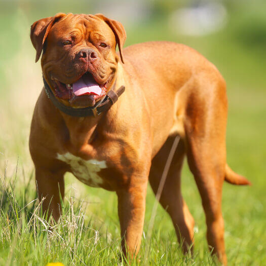 Dogue de Bordeaux standing on the grass