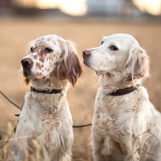 Two white English setters looking at owner.