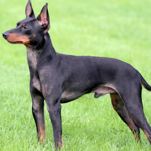 English Toy Terrier standing on the grass