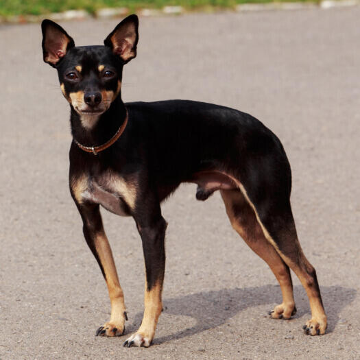 English Toy Terrier standing on the road