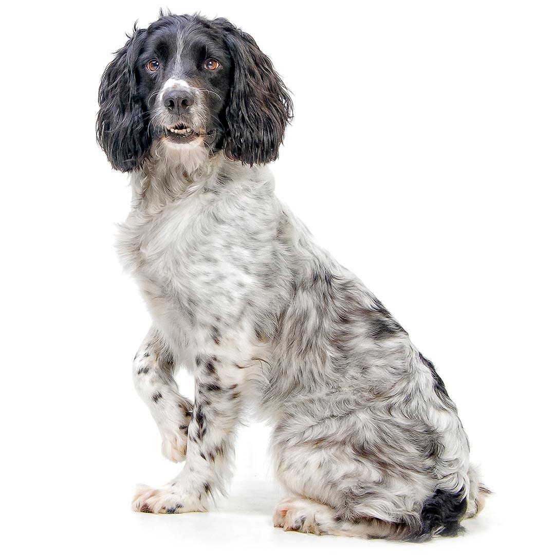 English Springer Spaniel Dog Breed