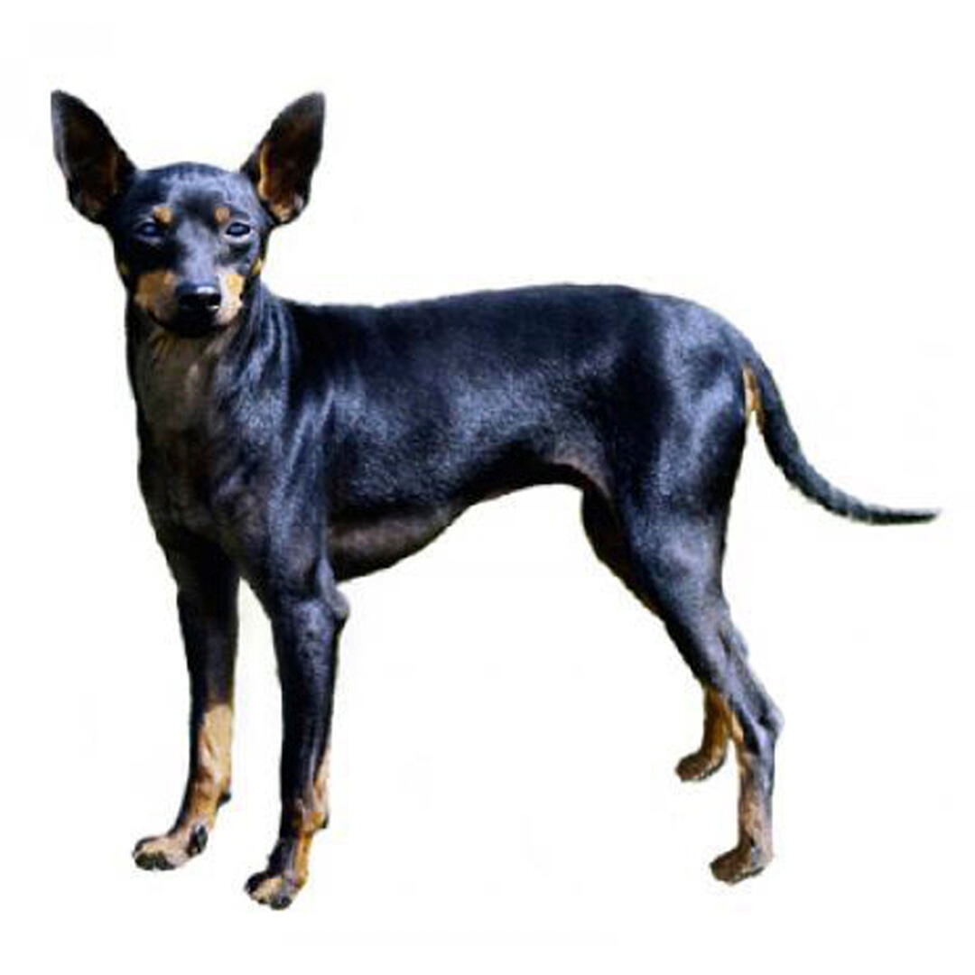 English Toy Terrier (Black & Tan) Dog Breed