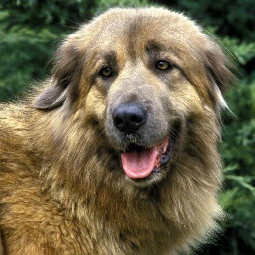 Estrela Mountain Dog watching