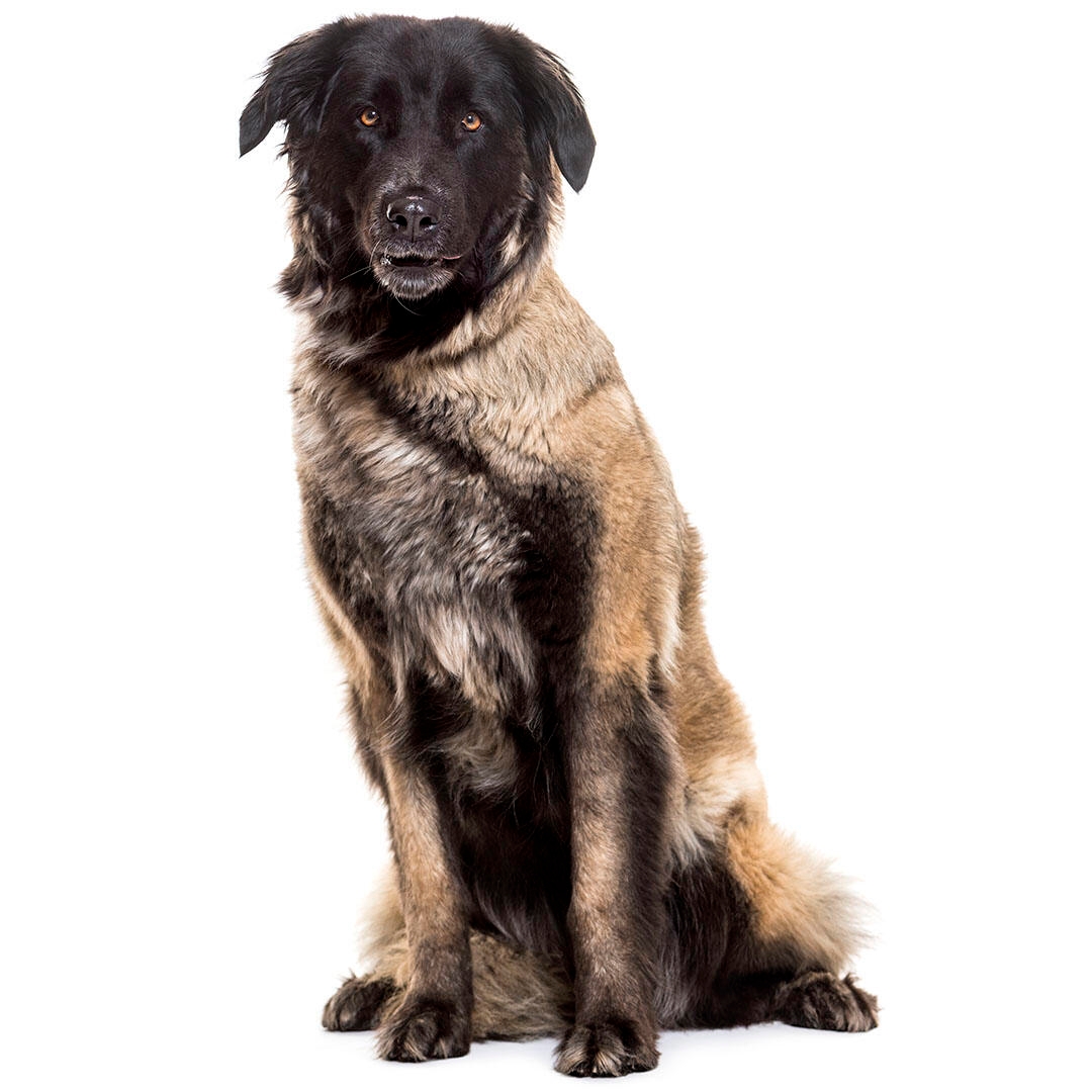 Estrela Mountain Dog Dog Breed
