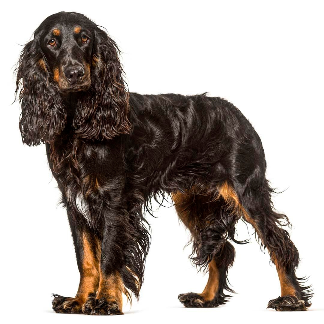 Field Spaniel Dog Breed