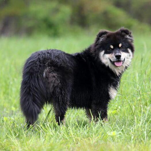 Finnish Lapphund standing in the field