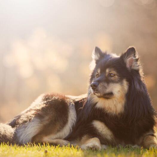 Finnish Lapphund lying on the grass