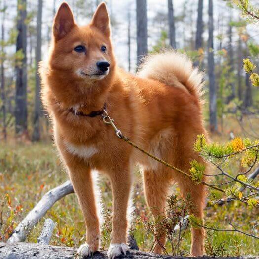 Finnish Spitz in the forest