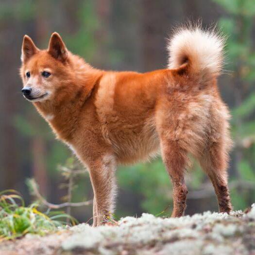 Finnish Spitz standing on the rock