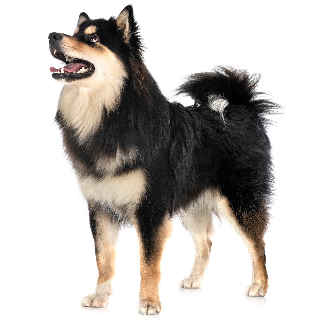 Finnish Lapphund Dog Breed