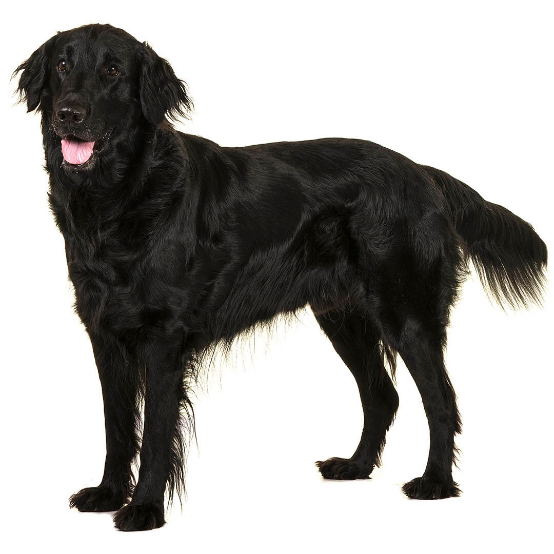 Flatcoated Retriever Dog Breed