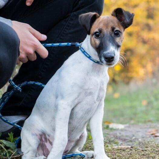 Smooth Coated Fox Terrier with blue collar