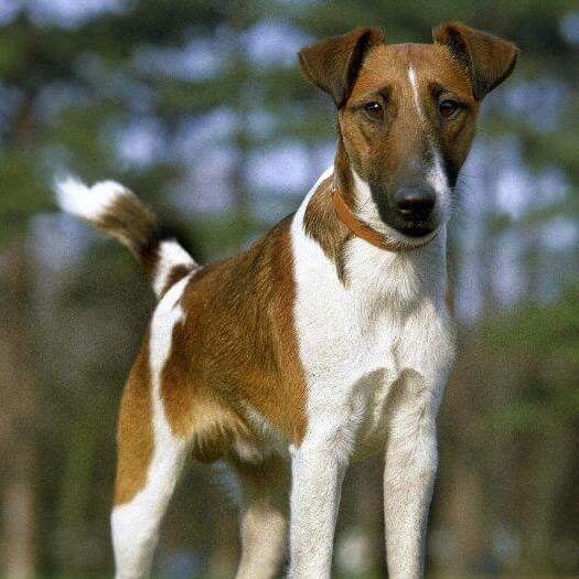 Fox Terrier with Smooth Coat standing in the woods