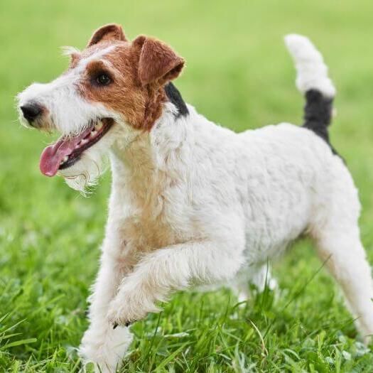 Wire Coated Fox Terrier playing on the grass
