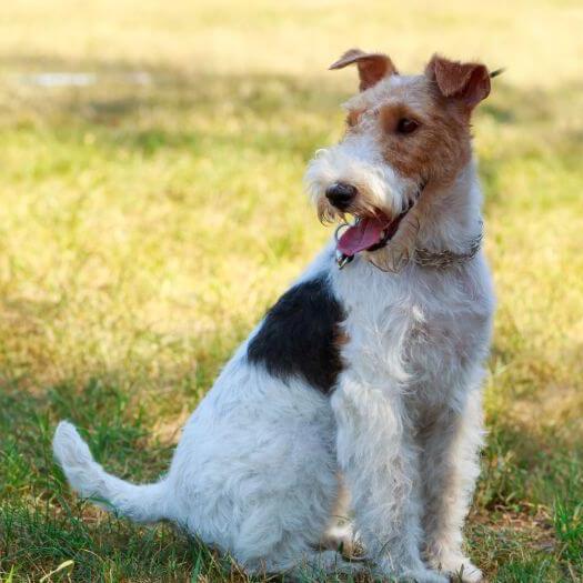 Fox Terrier with Wire Coat sitting on the grass