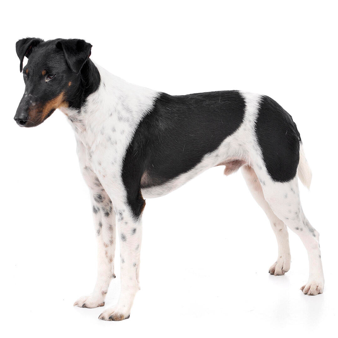 Fox Terrier Smooth Coat Dog Breed Information | Purina