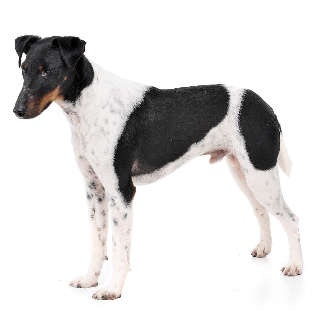 Fox Terrier Smooth Coat Dog Breed