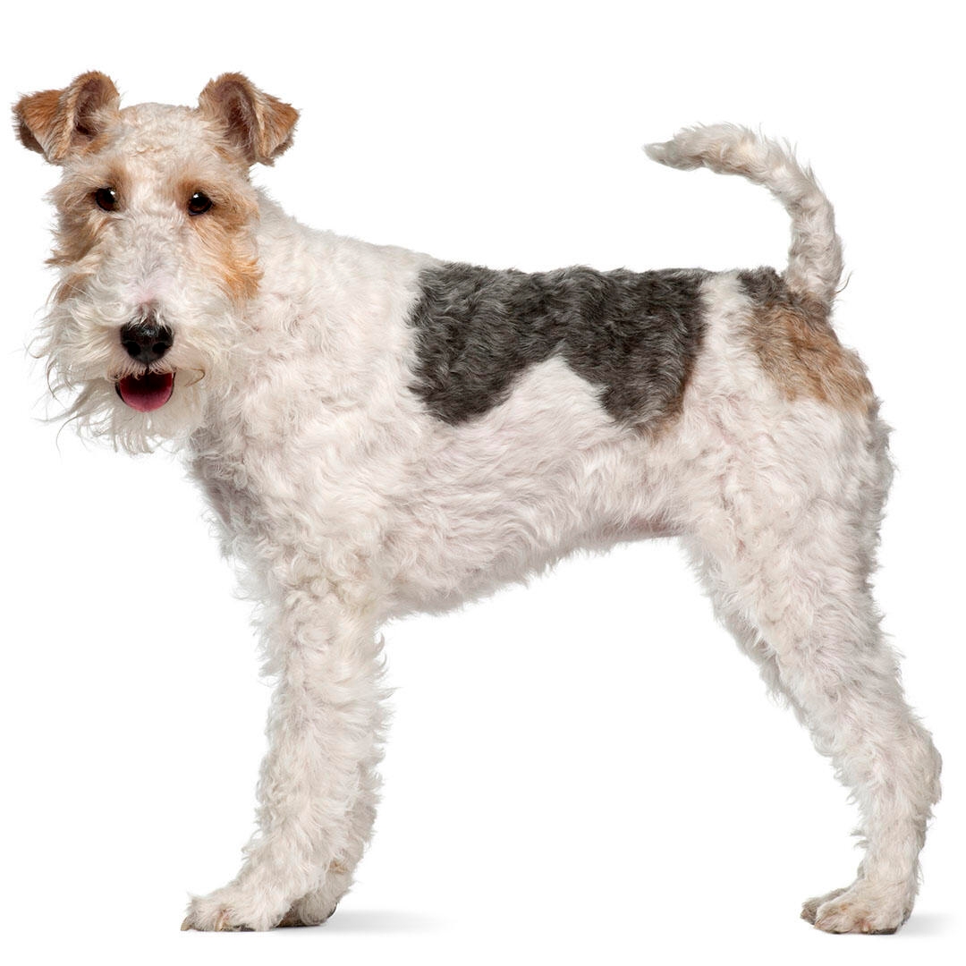 what does a wire fox terrier look like