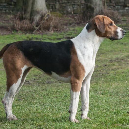 Foxhound standing on the grass