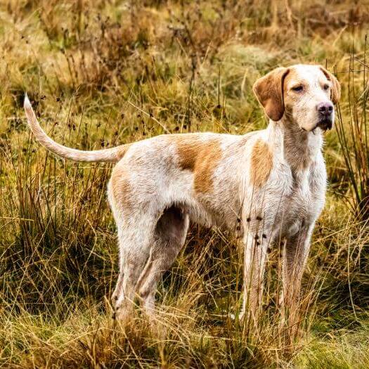 Foxhound in the fields