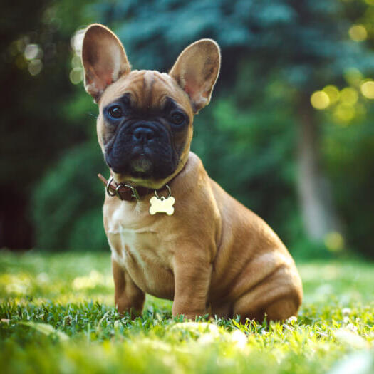 French Bulldog Dog Breed