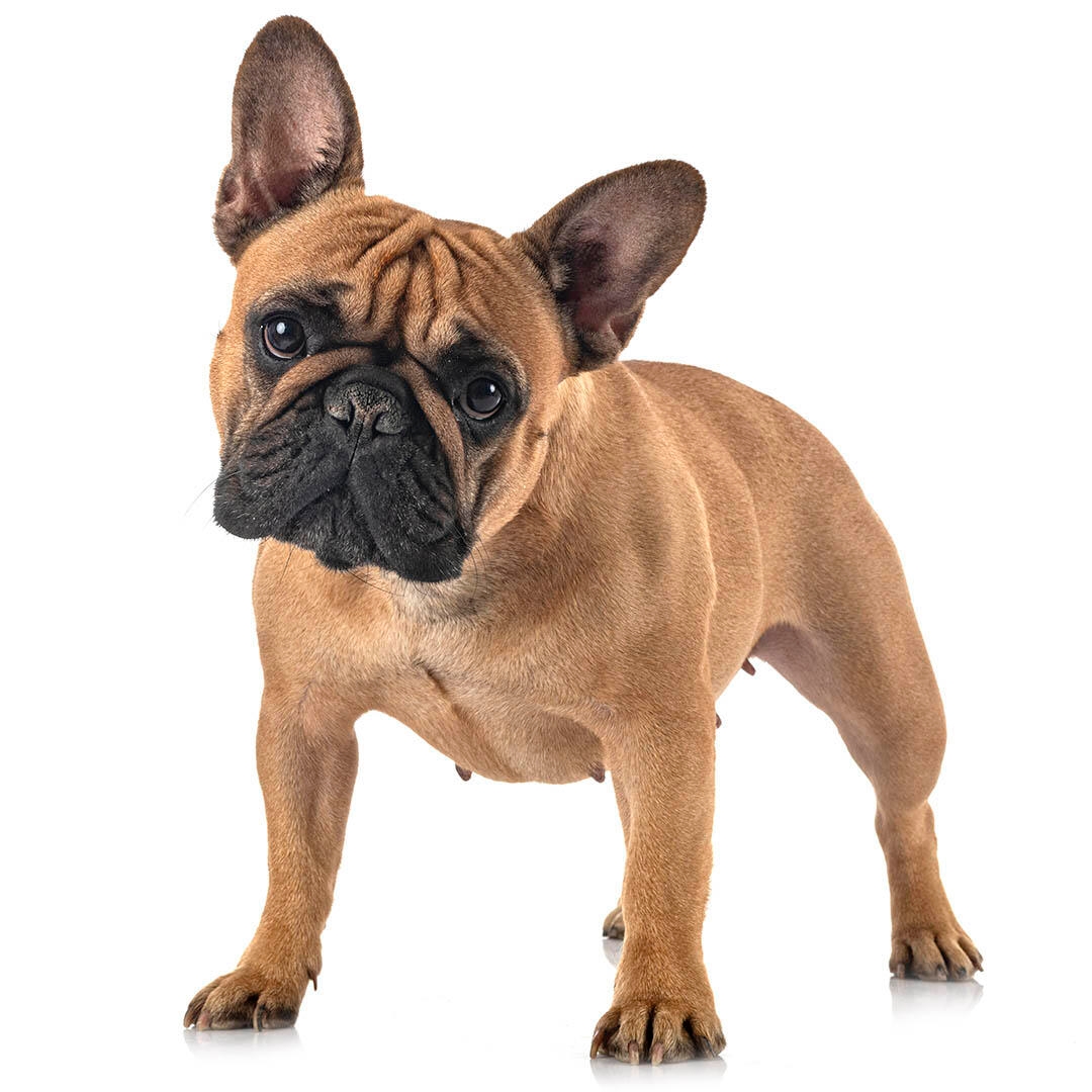 French Bulldog Dog Breed