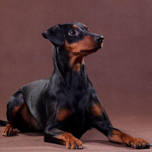 German Pinscher lying in the room