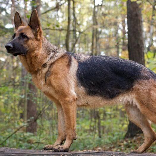 German Shepherd Dog in the forest