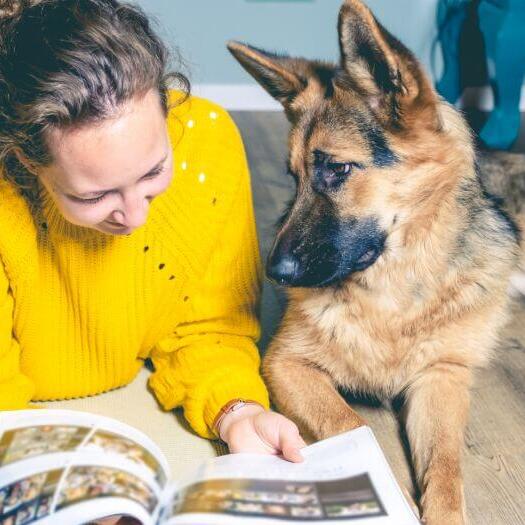 German Shepherd puppy with the owner