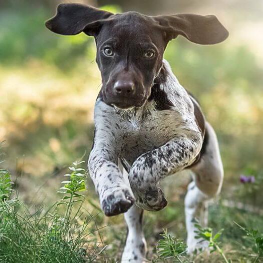 German Shorthaired Pointer running at green grass