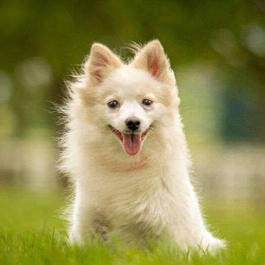 Light German Spitz sitting in the grass