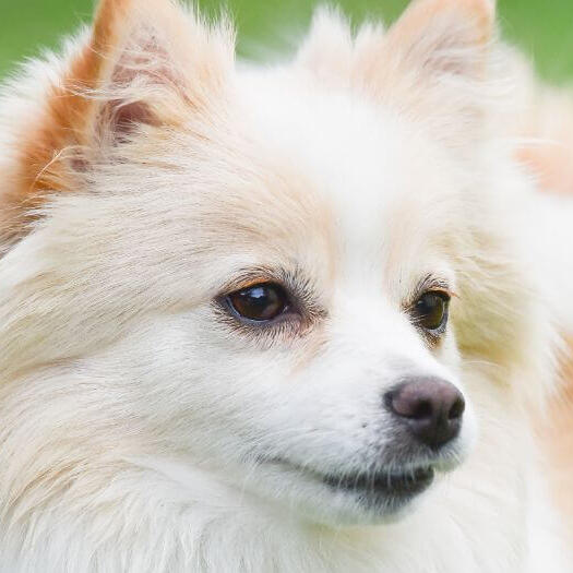 German Spitz in the field