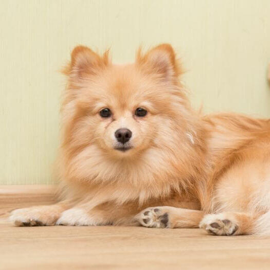 Brown Mittel German Spitz lying on the stairs